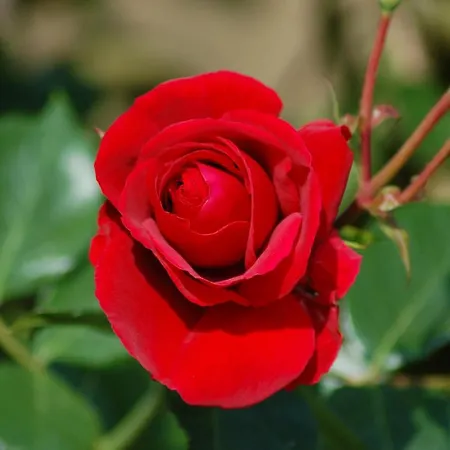Ferienbauernhof Liesenberg Bauernhauswohnung Landlust *